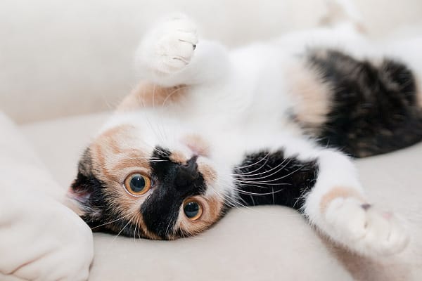 Quanto cibo umido deve mangiare un gatto al giorno?