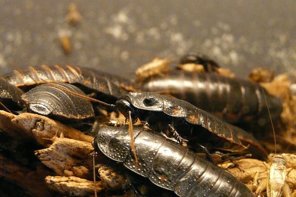Disinfestazione blatte – blattella germanica